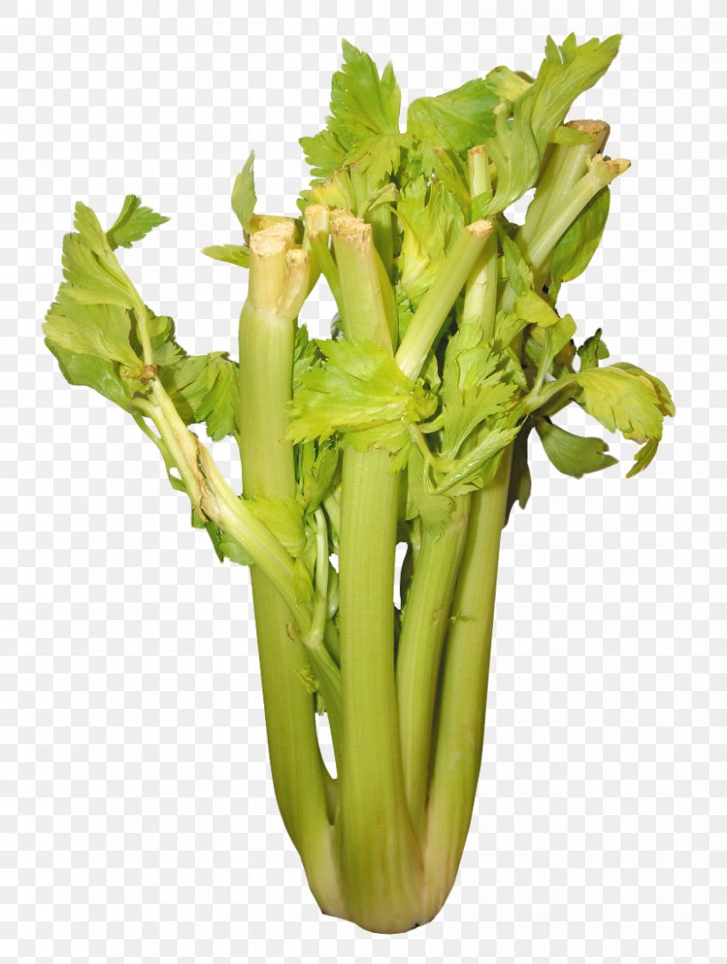 Celery Weight Loss Vegetable, PNG, 842x1118px, Celery, Adipose Tissue, Carbohydrate, Diet, Fat Download Free