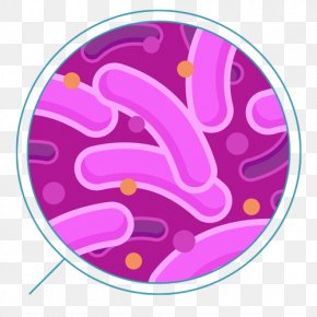 Bacteria - Coliform Bacteria Sulfur-reducing Bacteria Clip Art PNG