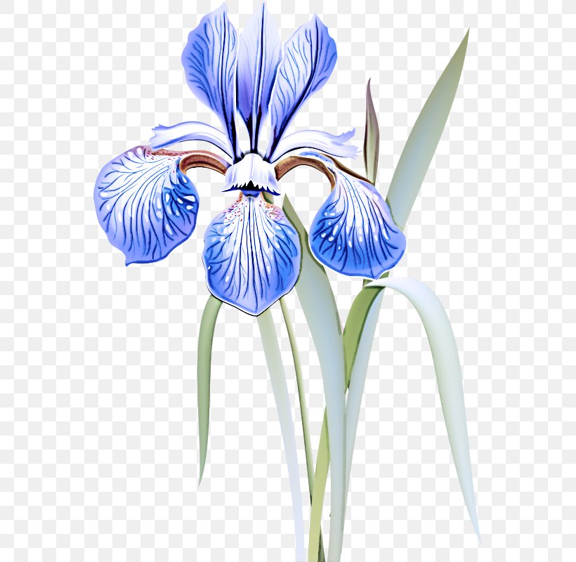 Flower Blue Plant Eye Iris, PNG, 553x800px, Flower, Blue, Eye, Iris, Iris Versicolor Download Free