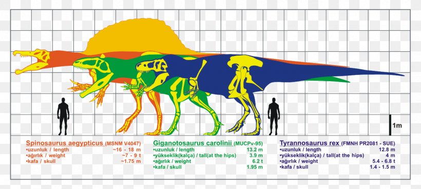 Giganotosaurus Spinosaurus Carcharodontosaurus Allosaurus Baryonyx, PNG, 1418x638px, Giganotosaurus, Acrocanthosaurus, Alamosaurus, Albertosaurus, Allosaurus Download Free