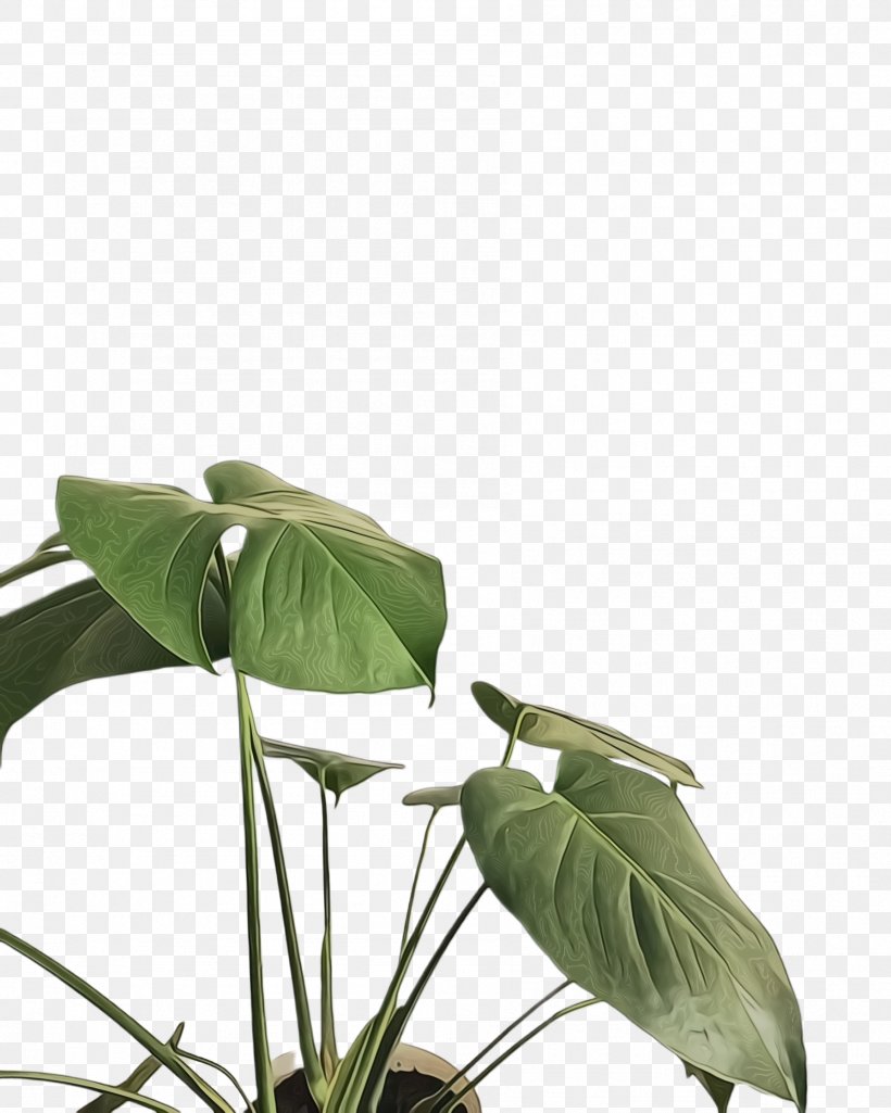 Green Leaf Background, PNG, 1788x2236px, Monstera Leaf, Alismatales, Anthurium, Arum Family, Flower Download Free