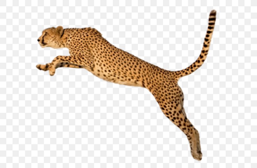 King Cheetah Felinae Clip Art, PNG, 600x536px, Cheetah, Acinonyx, Big Cats, Carnivoran, Cat Like Mammal Download Free