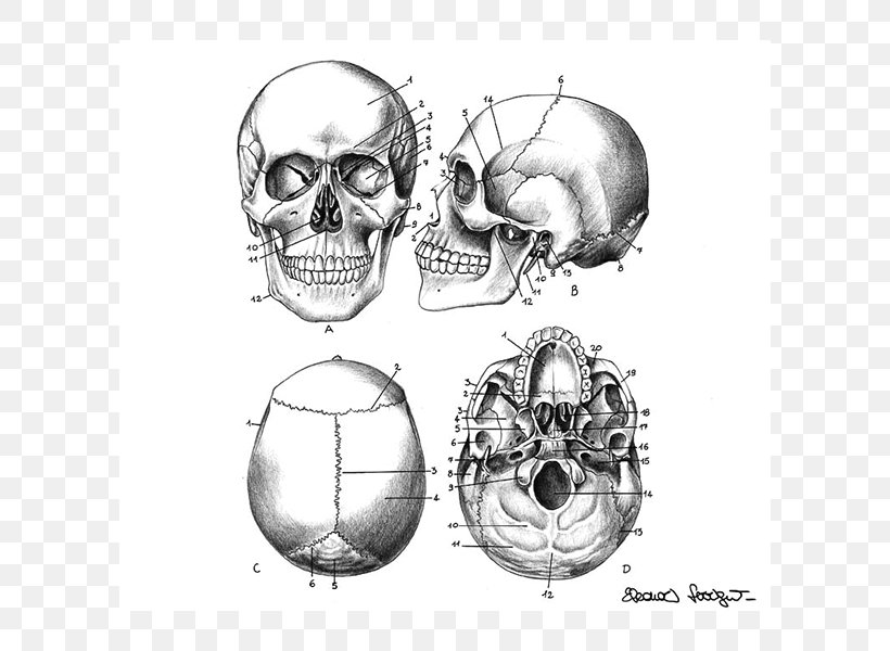 Nose Homo Sapiens Sketch, PNG, 600x600px, Watercolor, Cartoon, Flower, Frame, Heart Download Free