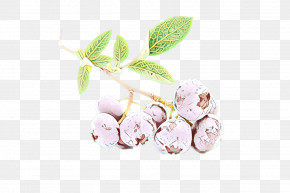 Pink Plant Flower Branch Arctostaphylos PNG