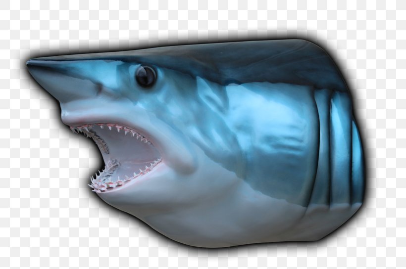 Tiger Shark Isurus Oxyrinchus Blue Shark Hammerhead Shark, PNG, 800x544px, Tiger Shark, Biology, Blue Shark, Carcharhiniformes, Cartilaginous Fish Download Free