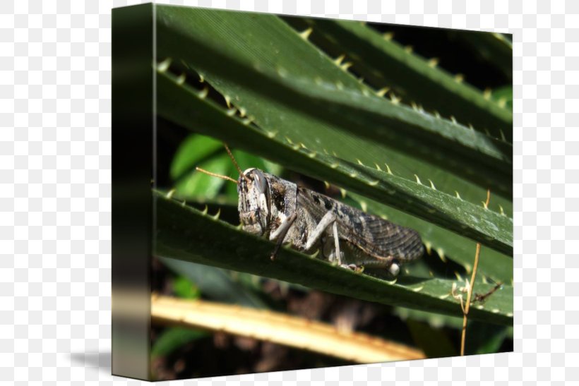 Grasshopper Insect Fauna Cricket Pest, PNG, 650x547px, Grasshopper, Arthropod, Cricket, Cricket Like Insect, Fauna Download Free