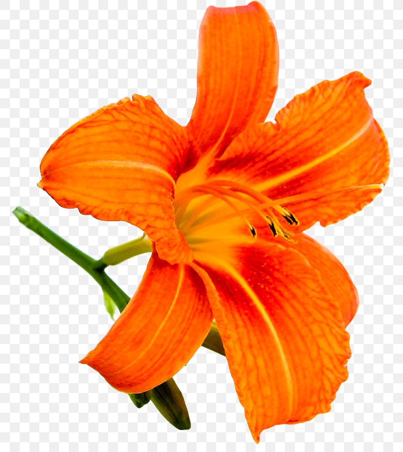 Orange Lily Yellow Daylily, PNG, 773x920px, Orange Lily, Alstroemeriaceae, Cut Flowers, Daylily, Flower Download Free
