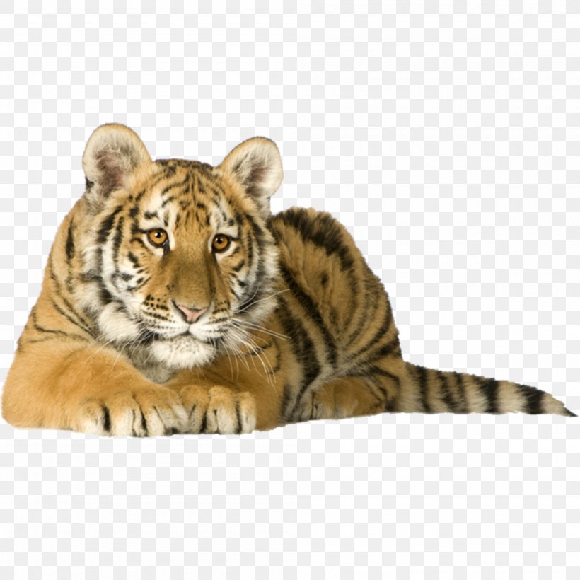 Siberian Tiger Kitten Cat Bengal Tiger Felidae, PNG, 2000x2000px, Siberian Tiger, Bengal Tiger, Big Cat, Big Cats, Carnivoran Download Free