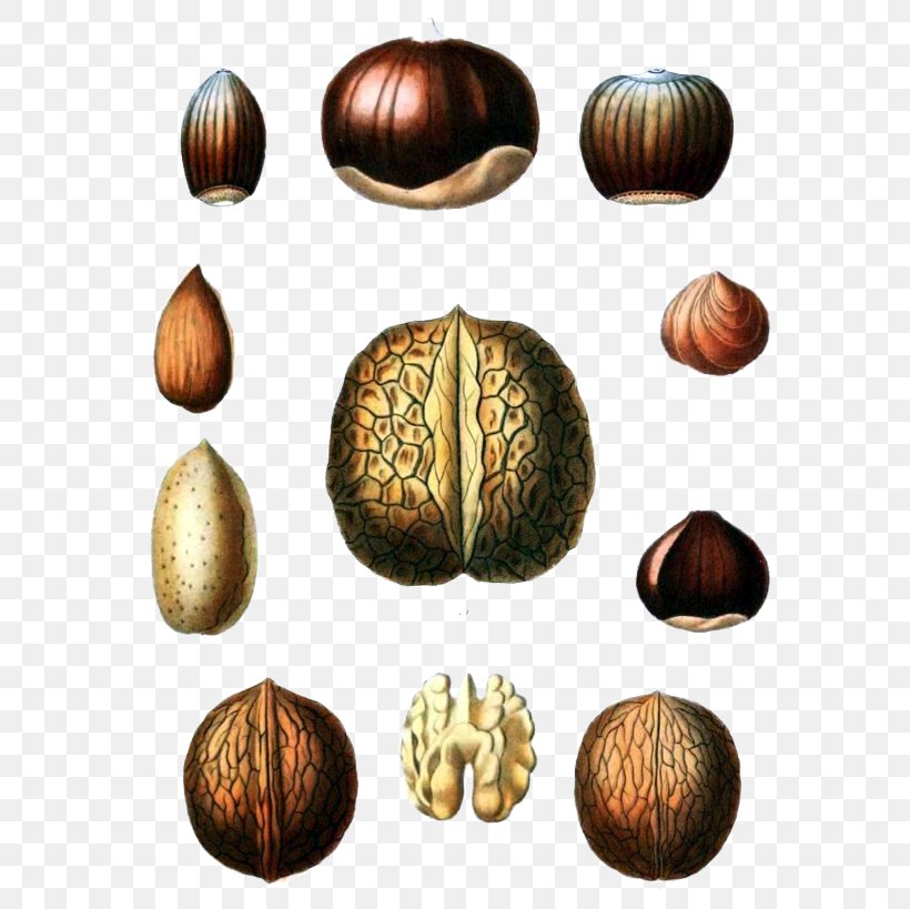 Walnut Botanical Illustration Fruit, PNG, 600x819px, Nut, Botanical Illustration, Brazil Nut, Cashew, Chestnut Download Free