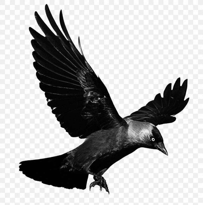 Crows Flight Clip Art, PNG, 1024x1036px, Common Raven, Alpha Compositing, Beak, Bird, Bird Of Prey Download Free