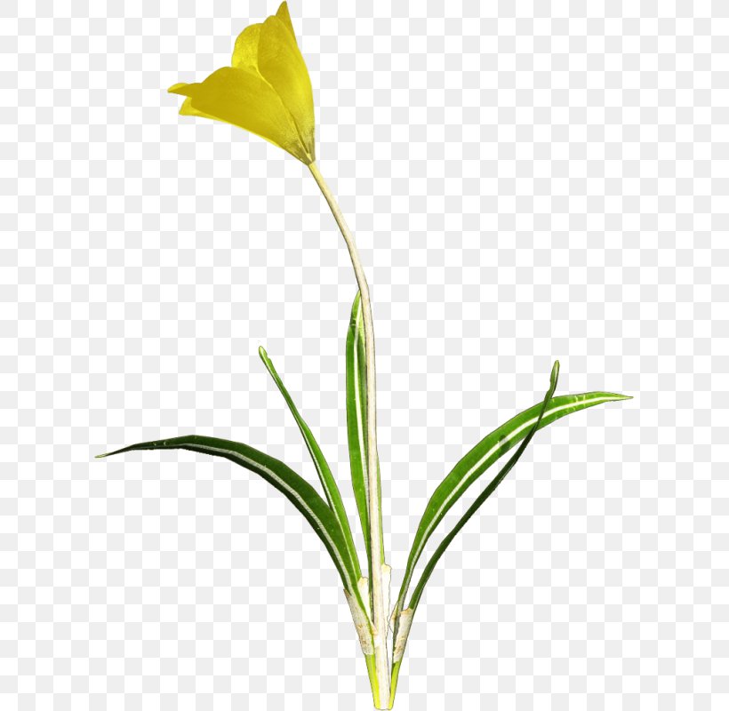 Flower Clip Art, PNG, 607x800px, Flower, Bud, Crocus, Cut Flowers, Display Resolution Download Free