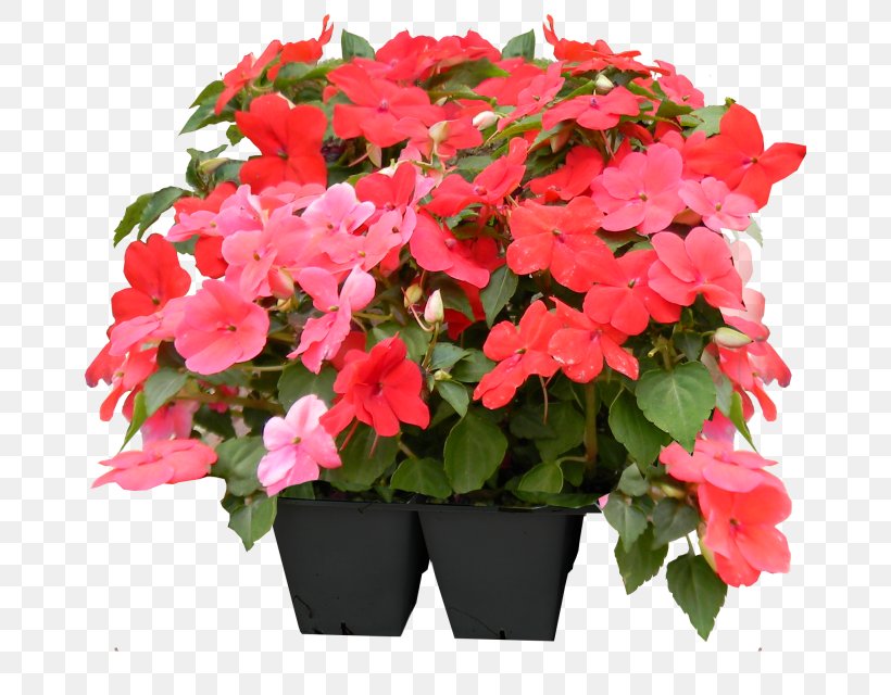 Impatiens Flowerpot Begonia Houseplant Annual Plant, PNG, 701x640px, Impatiens, Annual Plant, Begonia, Busy Lizzie, Family Download Free