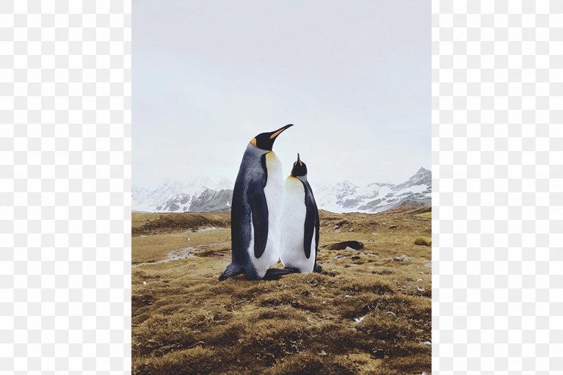 King Penguin, PNG, 1024x682px, King Penguin, Bird, Flightless Bird, Penguin Download Free