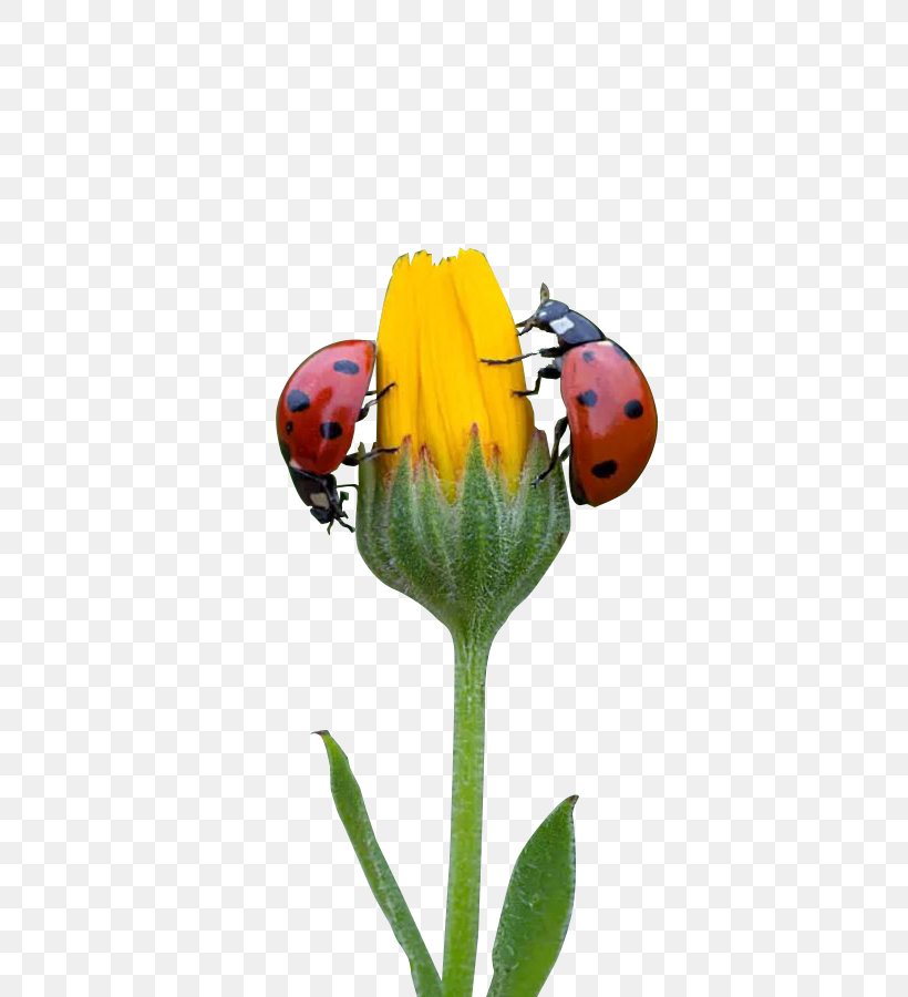 Petal Lady Bird, PNG, 506x900px, Petal, Beetle, Flower, Insect, Invertebrate Download Free