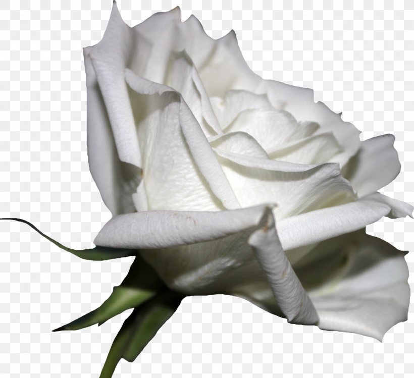 White Rose Flower Clip Art, PNG, 1280x1170px, Rose, Birth Flower, Black Rose, Cut Flowers, Dahlia Download Free