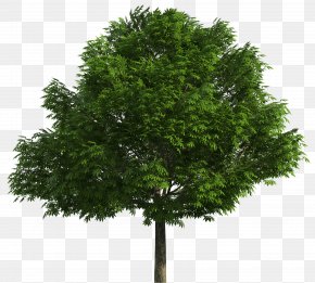 Australian Native Trees Images, Australian Native Trees Transparent PNG ...