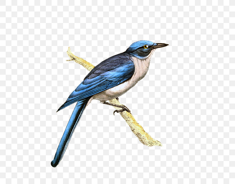 Bird Beak Blue Jay Jay Songbird, PNG, 523x640px, Bird, Beak, Blue Jay, Bluebird, Coraciiformes Download Free