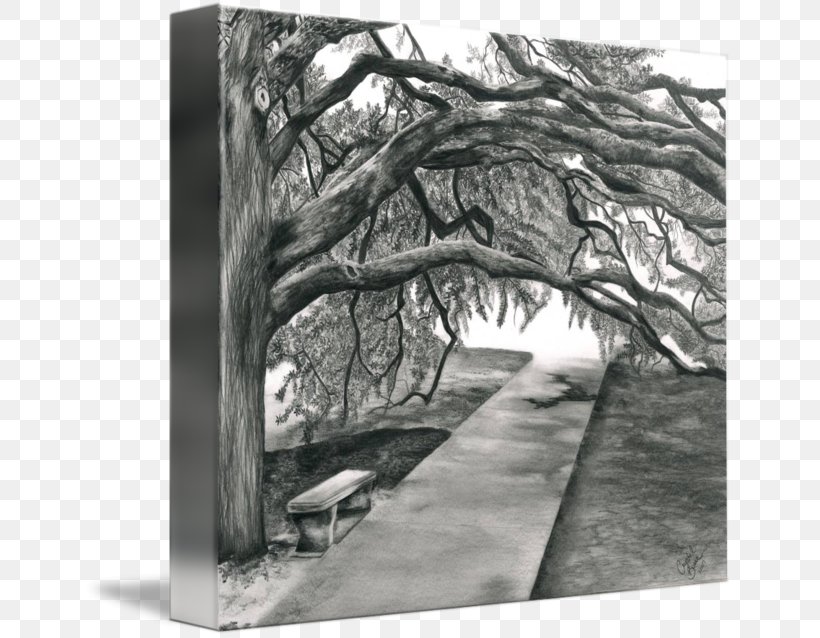Century Tree Picture Frames Canvas Gallery Wrap Imagekind, PNG, 650x638px, Picture Frames, Art, Artwork, Black And White, Branch Download Free