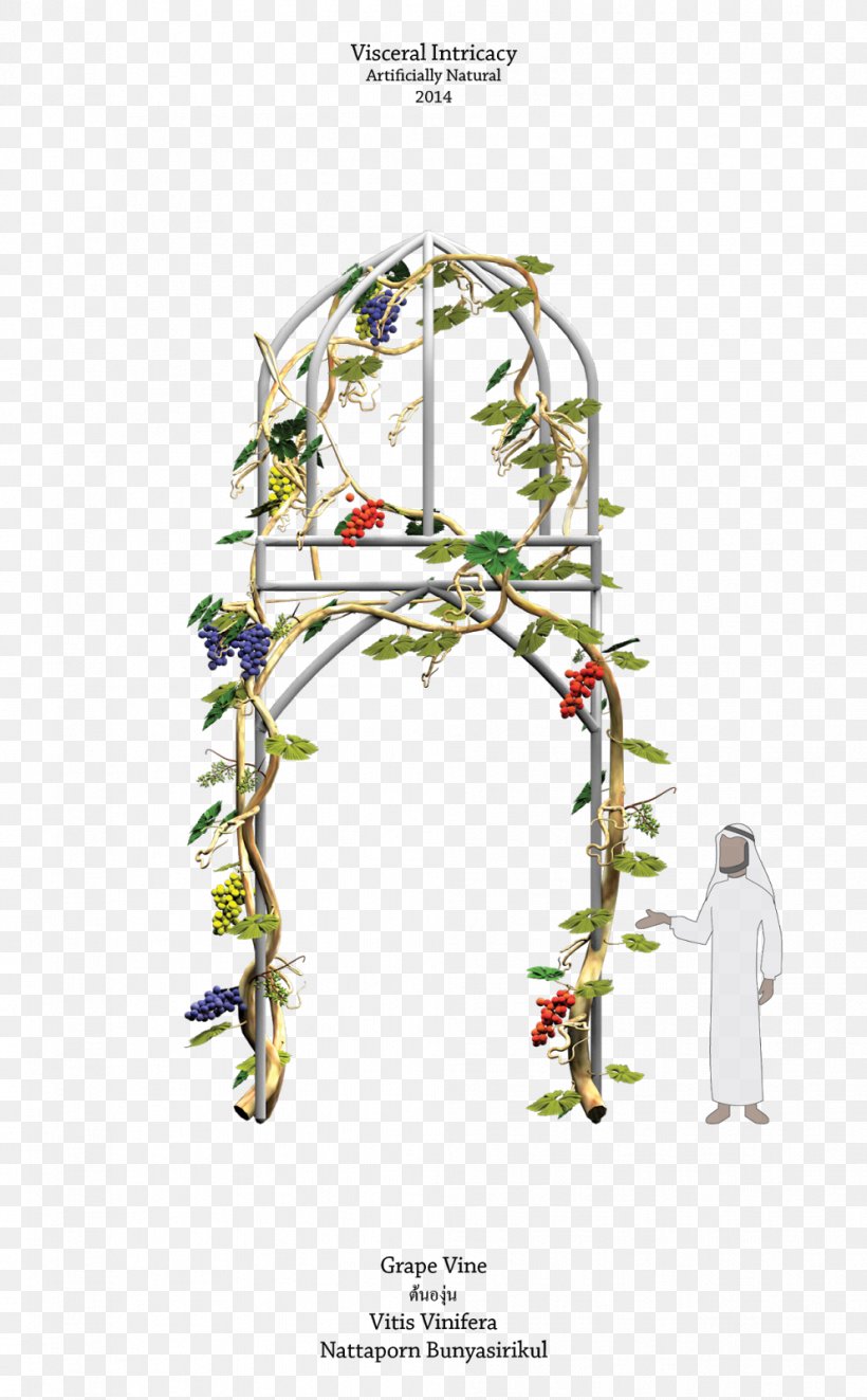 Common Grape Vine Persian Wine Shiraz Drawing, PNG, 991x1600px, Common Grape Vine, Arch, Branch, Country, Drawing Download Free