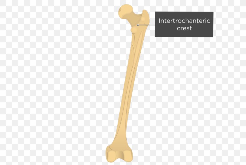 Gluteal Tuberosity Gluteal Muscles Femur Quadrate Tubercle Intertrochanteric Crest, PNG, 619x550px, Watercolor, Cartoon, Flower, Frame, Heart Download Free