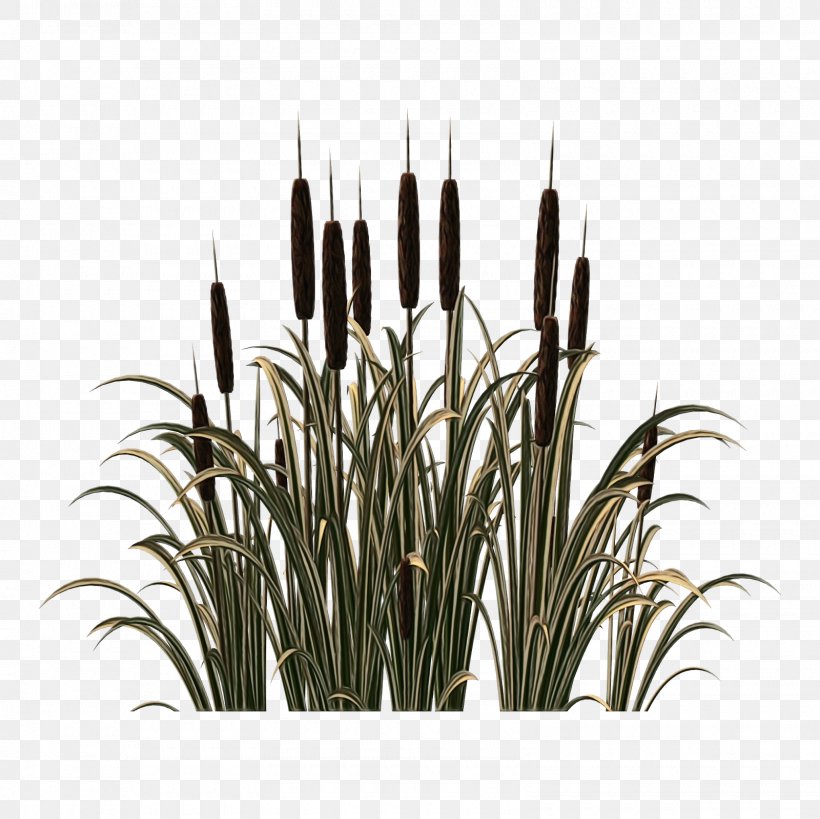 Grass Plant Grass Family Flower Houseplant, PNG, 1600x1600px, Watercolor, Flower, Grass, Grass Family, Houseplant Download Free