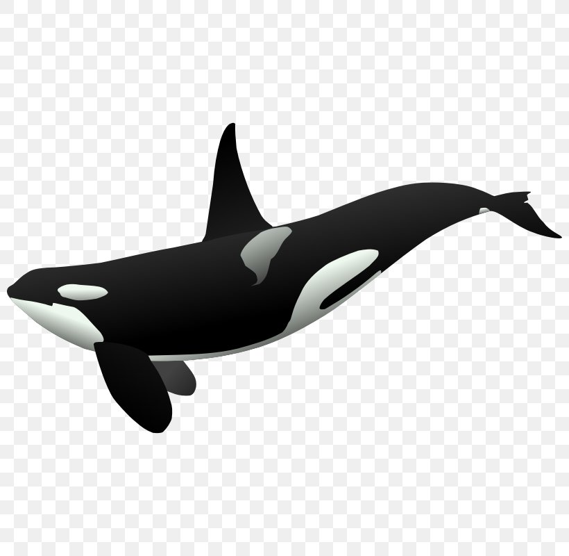 Killer Whale Cetaceans Clip Art, PNG, 800x800px, Killer Whale, Cetaceans, Dolphin, Drawing, Fin Download Free