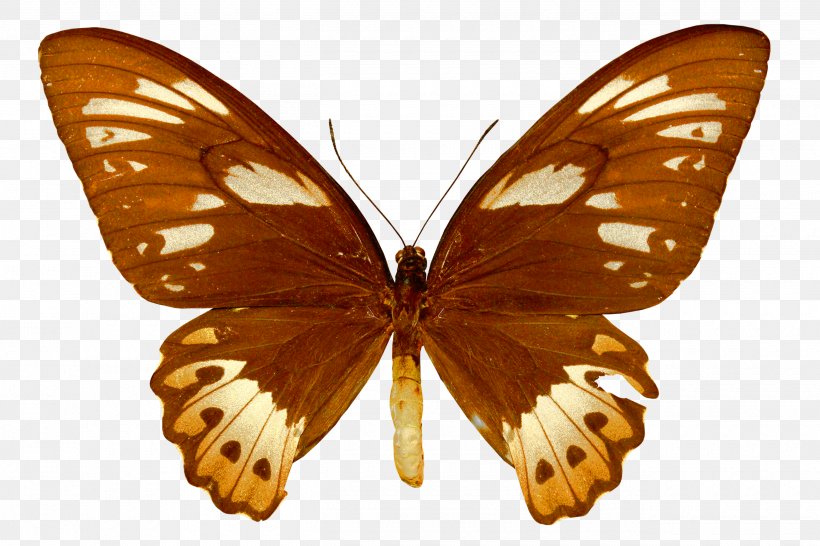 Monarch Butterfly Ornithoptera Priamus Moth Birdwing, PNG, 2600x1733px, Butterfly, Arthropod, Birdwing, Brushfooted Butterflies, Brushfooted Butterfly Download Free