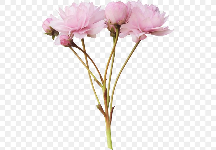 Pink Flowers Peony Clip Art, PNG, 500x571px, Flower, Artificial Flower, Cut Flowers, Floral Design, Floristry Download Free