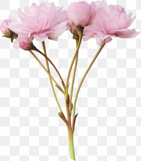https://img.favpng.com/7/3/6/pink-flowers-peony-clip-art-png-favpng-L9Y4Q2XU54eDZEWNvvH6BqCSu_t.jpg