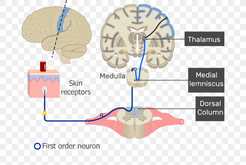 Brain Sensory Neuron Sensory Nervous System Neural Pathway, PNG, 676x550px, Watercolor, Cartoon, Flower, Frame, Heart Download Free
