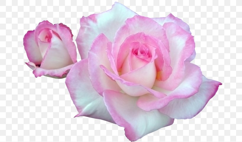 Garden Roses Centifolia Roses Pink Floribunda Flower, PNG, 699x481px, Garden Roses, Blue Rose, Centifolia Roses, Cut Flowers, Floribunda Download Free