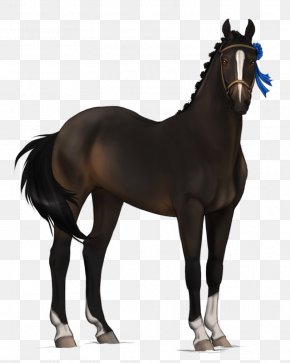 Mustang - Mustang Stallion Foal Mare Colt PNG