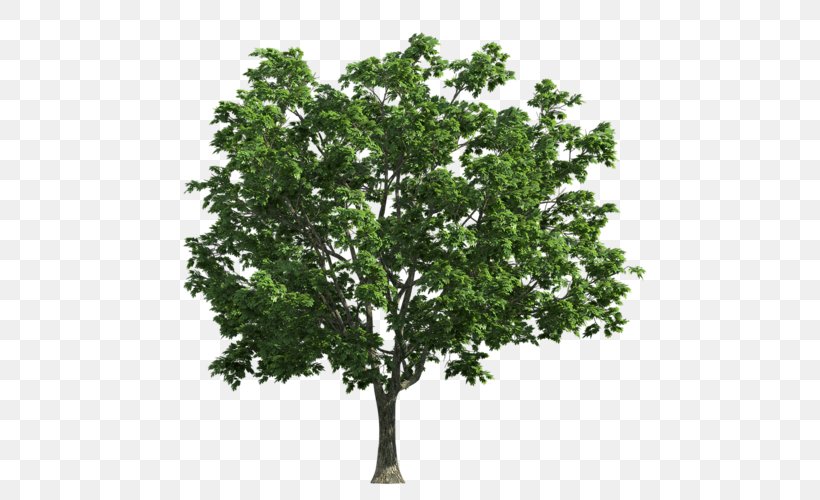 Norway Maple Photography Tree Png 500x500px Norway Maple Acer Campestre Branch Drawing Leaf Download Free