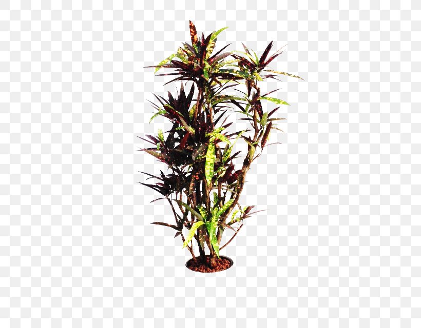 Dragon Tree Houseplant Wayfair Shrub, PNG, 640x640px, Tree, Aquarium Decor, Beige, Color, Delivery Download Free