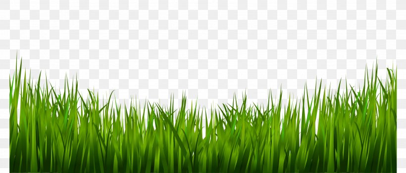 A Clip Art, PNG, 3510x1499px, Apng, Chrysopogon Zizanioides, Commodity, Field, Grass Download Free