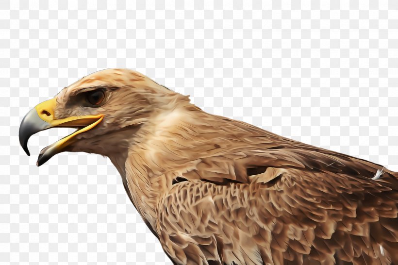 Bird Bird Of Prey Eagle Accipitridae Beak, PNG, 2448x1632px, Bird, Accipitridae, Beak, Bird Of Prey, Eagle Download Free