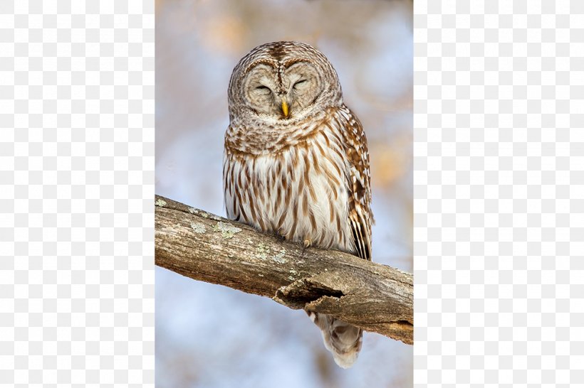 Great Horned Owl Bird Barred Owl Beak, PNG, 1000x667px, Owl, Backyard, Barred Owl, Beak, Bird Download Free