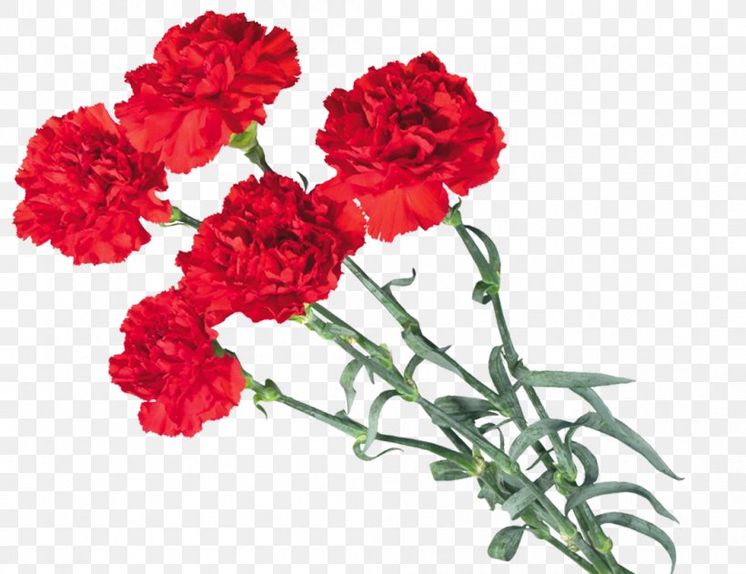 Internet Victory Day, PNG, 1054x812px, Internet, Animation, Annual Plant, Carnation, Cut Flowers Download Free