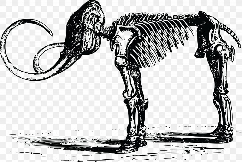Woolly Mammoth Mammoth Steppe Quaternary Extinction Event Clip Art, PNG, 4000x2676px, Woolly Mammoth, Art, Black And White, Bone, Carnivoran Download Free