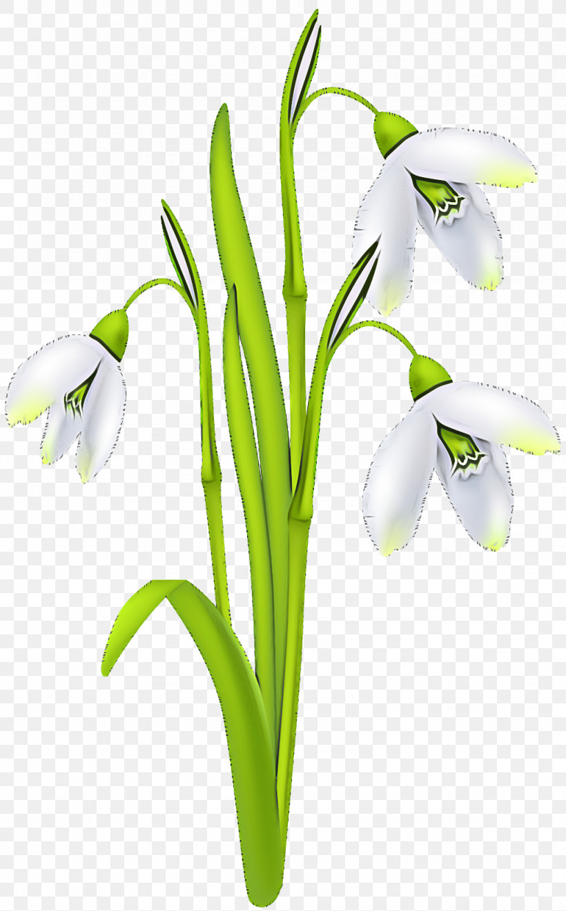 Flower Galanthus Snowdrop Plant Summer Snowflake, PNG, 1024x1650px, Flower, Amaryllis Family, Galanthus, Pedicel, Petal Download Free