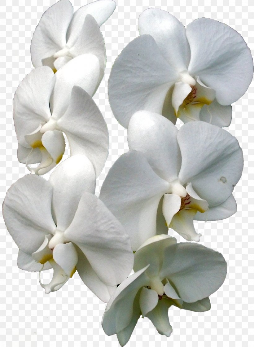 Moth Orchids Cut Flowers Plant, PNG, 878x1200px, Orchids, Cut Flowers, Flower, Flowering Plant, Heat Download Free