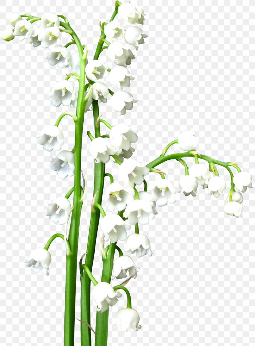 Lily Of The Valley Floral Design Flower Lilium, PNG, 887x1200px, Lily Of The Valley, Branch, Cut Flowers, Fleur Blanche, Flora Download Free