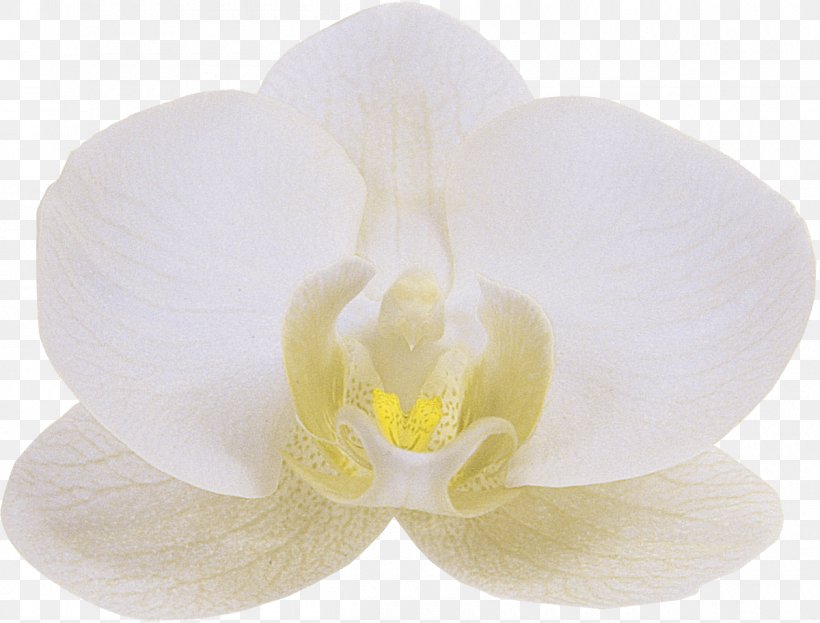 Orchids Floren Flower Phalaenopsis Aphrodite White, PNG, 1200x912px, Orchids, Baconao, Color, Floren, Flower Download Free