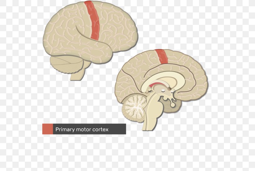 Primary Somatosensory Cortex Cerebral Cortex Gyrus Parietal Lobe, PNG, 548x550px, Watercolor, Cartoon, Flower, Frame, Heart Download Free