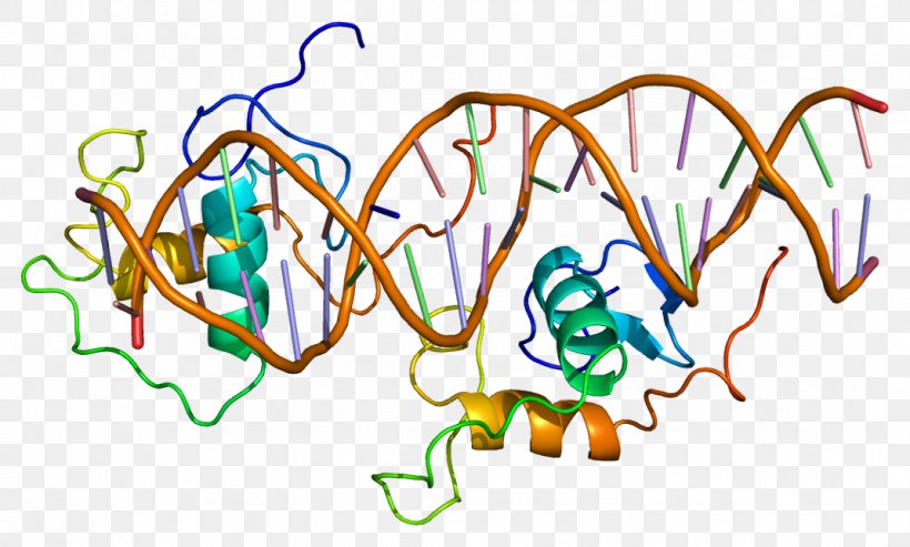 Rev-ErbA Alpha SR9009 Nuclear Receptor Clip Art, PNG, 1071x644px, Nuclear Receptor, Area, Artwork, Cell, Dna Download Free