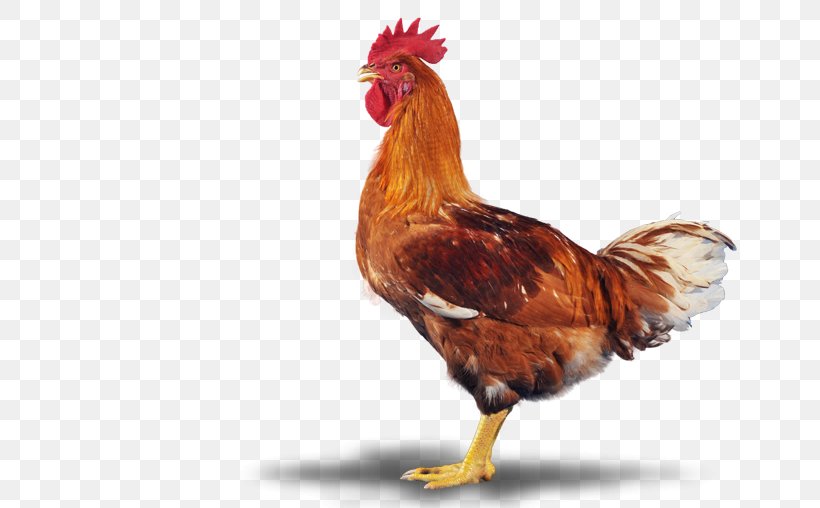 Rooster Bird Free Market Beak, PNG, 680x508px, Rooster, Animal, Beak, Bird, Chicken Download Free