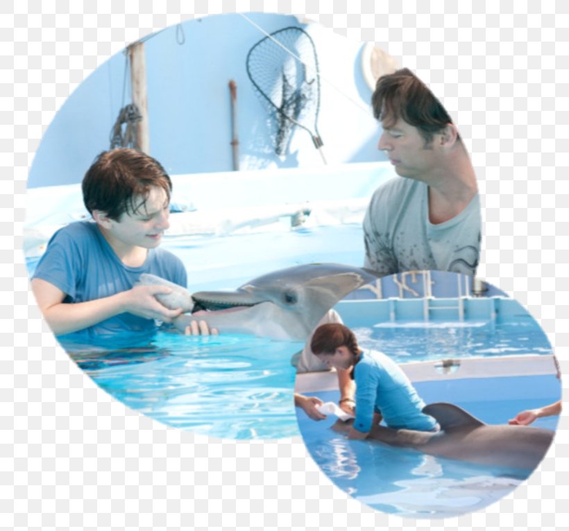 Clearwater Marine Aquarium Dr. Clay Haskett Film Dolphin Tale, PNG, 813x766px, Clearwater Marine Aquarium, Dolphin, Dolphin Tale, Dolphin Tale 2, Film Download Free