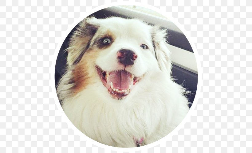 Dog Breed Australian Shepherd Puppy Companion Dog Animal Rescue Group, PNG, 500x500px, Dog Breed, Animal Rescue Group, Australian Shepherd, Breed, Carnivoran Download Free