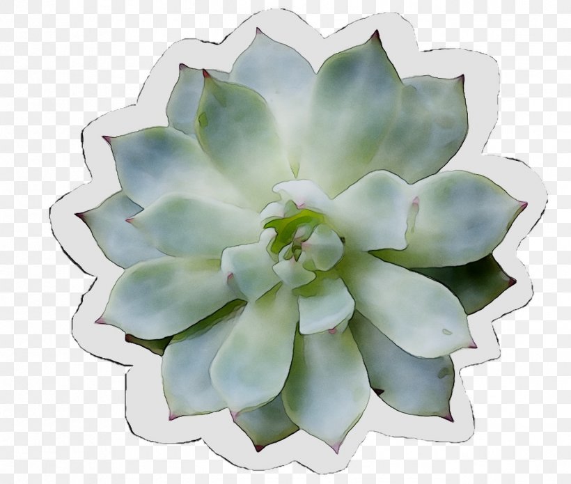 Flower, PNG, 1274x1080px, Flower, Agave, Echeveria, Flowering Plant, Flowerpot Download Free