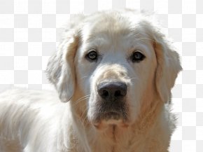 Dog Skin Disorders Images Dog Skin Disorders Transparent Png